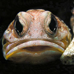 Jawfish, Bunaken by Doug Anderson 